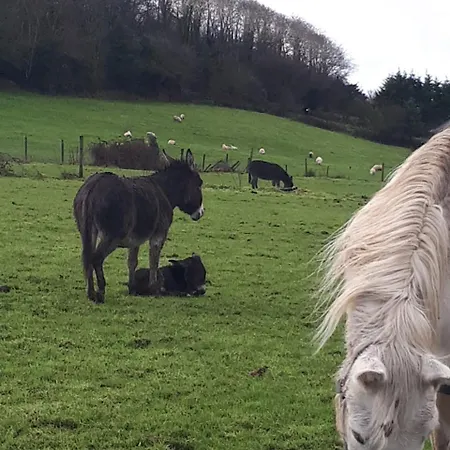 Bed & Breakfast Kilburn House Milltown (Kerry)